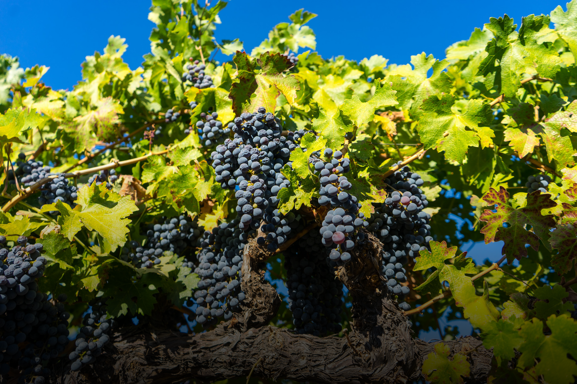 A New Chapter — Tudal Wine’s Online-Only Storefront and Continued Commitment to Quality